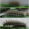 melit didyma larva3 volg